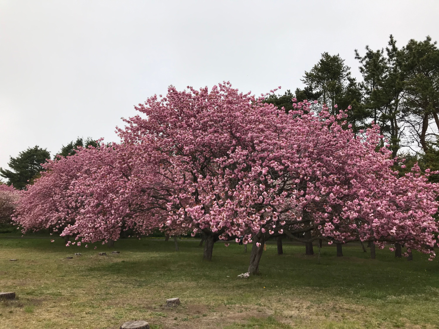 オニウシ公園の八重桜